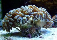 伯利�生物礁