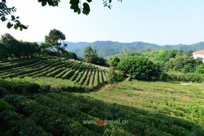 湄潭茶海生态园