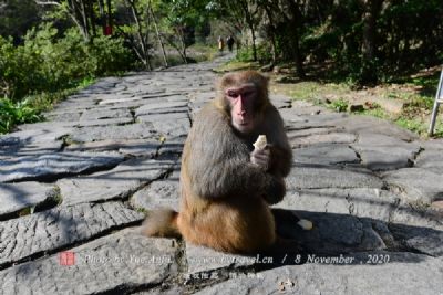 秦岭川金丝猴自然保护区