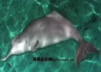 淡水豚自然保护区