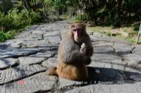 博阿本-非玛猴子保护区
