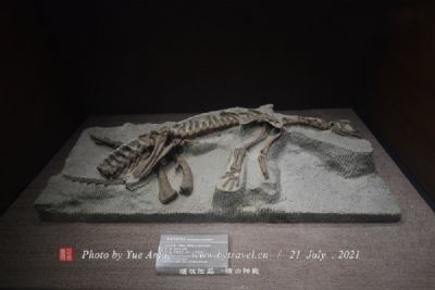 安顺兴伟古生物化石博物馆