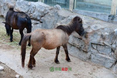 青藏高原野生动物园
