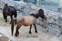 青藏高原野生动物园