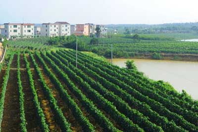 横江公塘村葡萄园