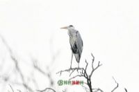 砀山黄河故道省级自然保护区